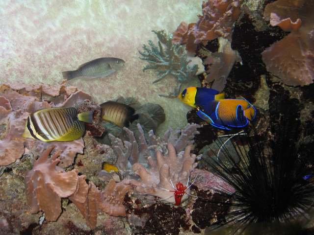 Weichkorallen mit Fischen