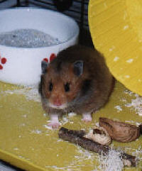 Darf ich mich vorstellen: "Frederike W�hlfix, Hamsterin."