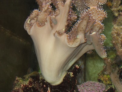 Aquarium Lissabon (englisch)